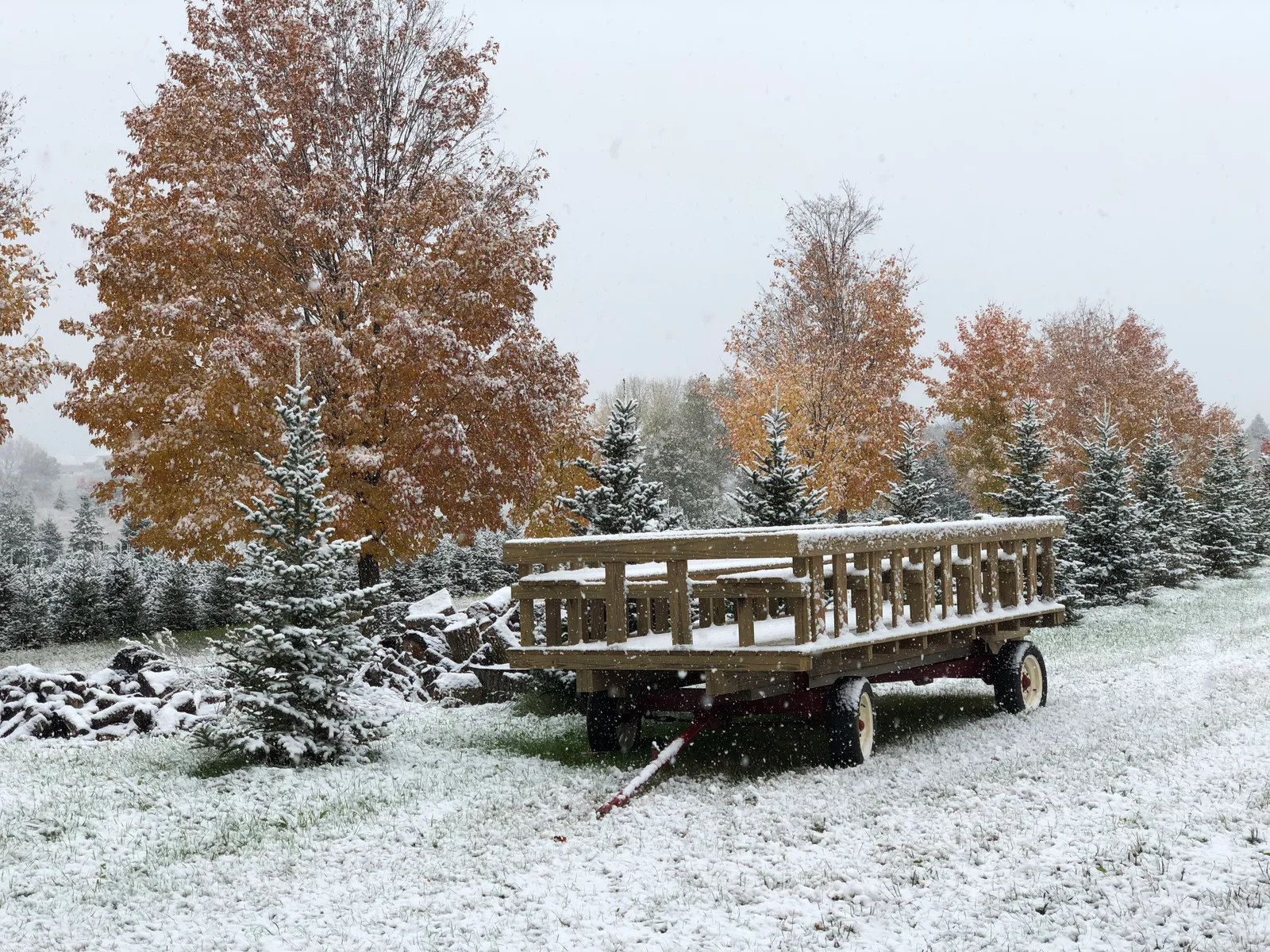 Snow-covered Christmas trees and a wooden trailer at Krueger’s farm