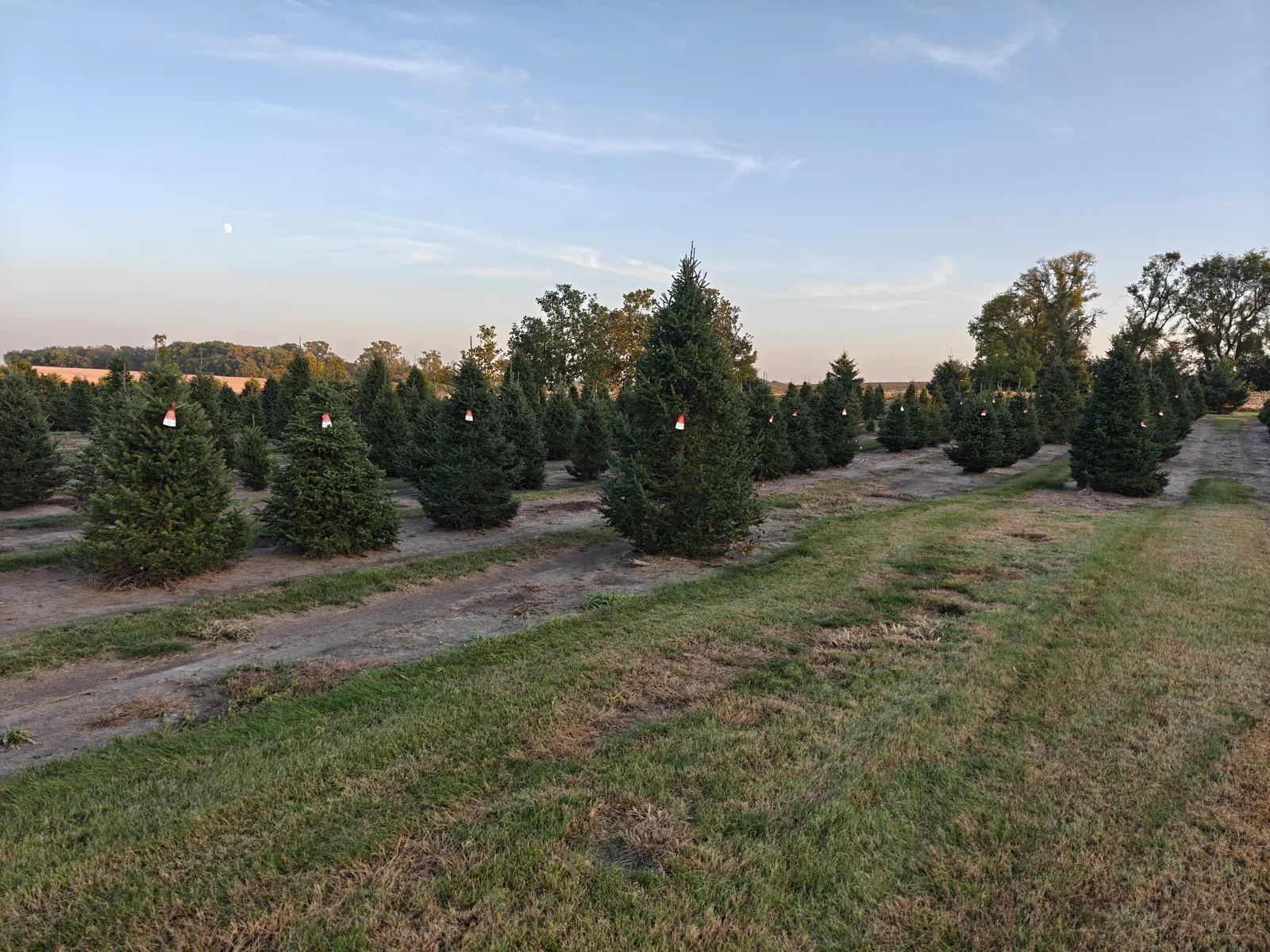 Rows of Christmas trees at KTrees near Hutchinson
