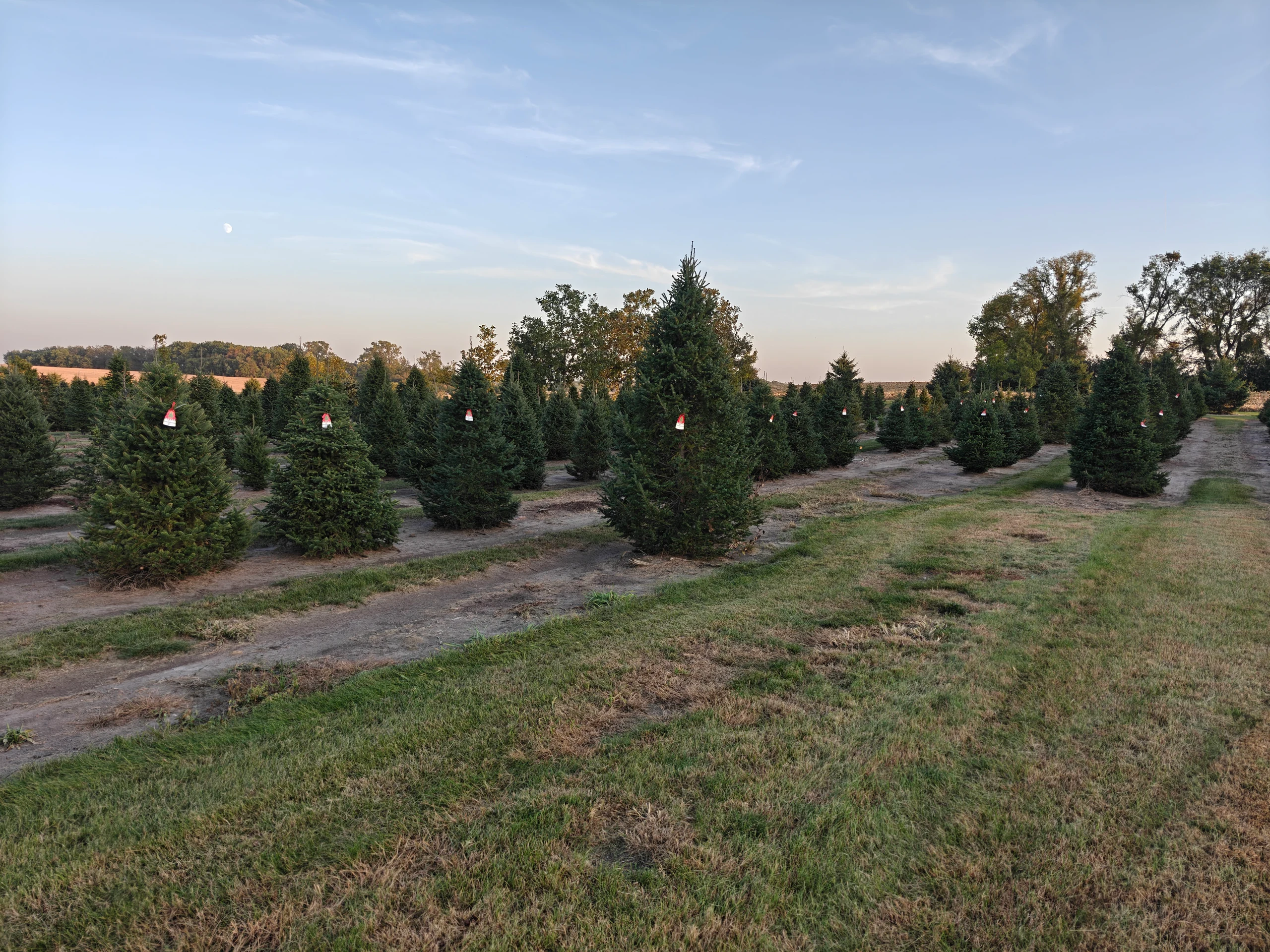 Rows of Christmas trees at KTrees near Hutchinson