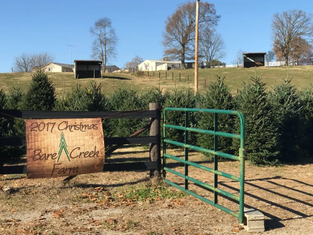 Evergreens behind the Bare Creek farm gate and Christmas sign.