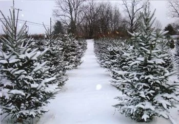 Snow-covered Christmas tree rows beside a narrow path at Christmas Memories Tree Farm.