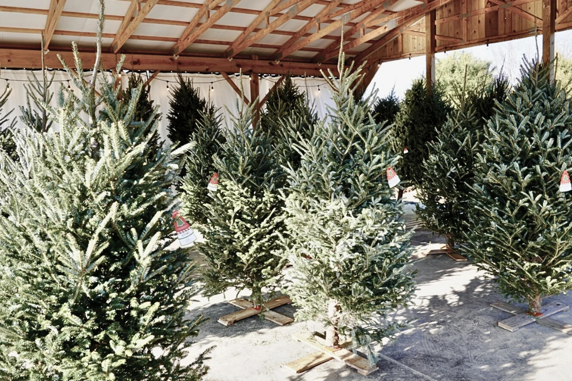 Pre-cut Christmas trees displayed beneath the roof at Green Cedar Farm.