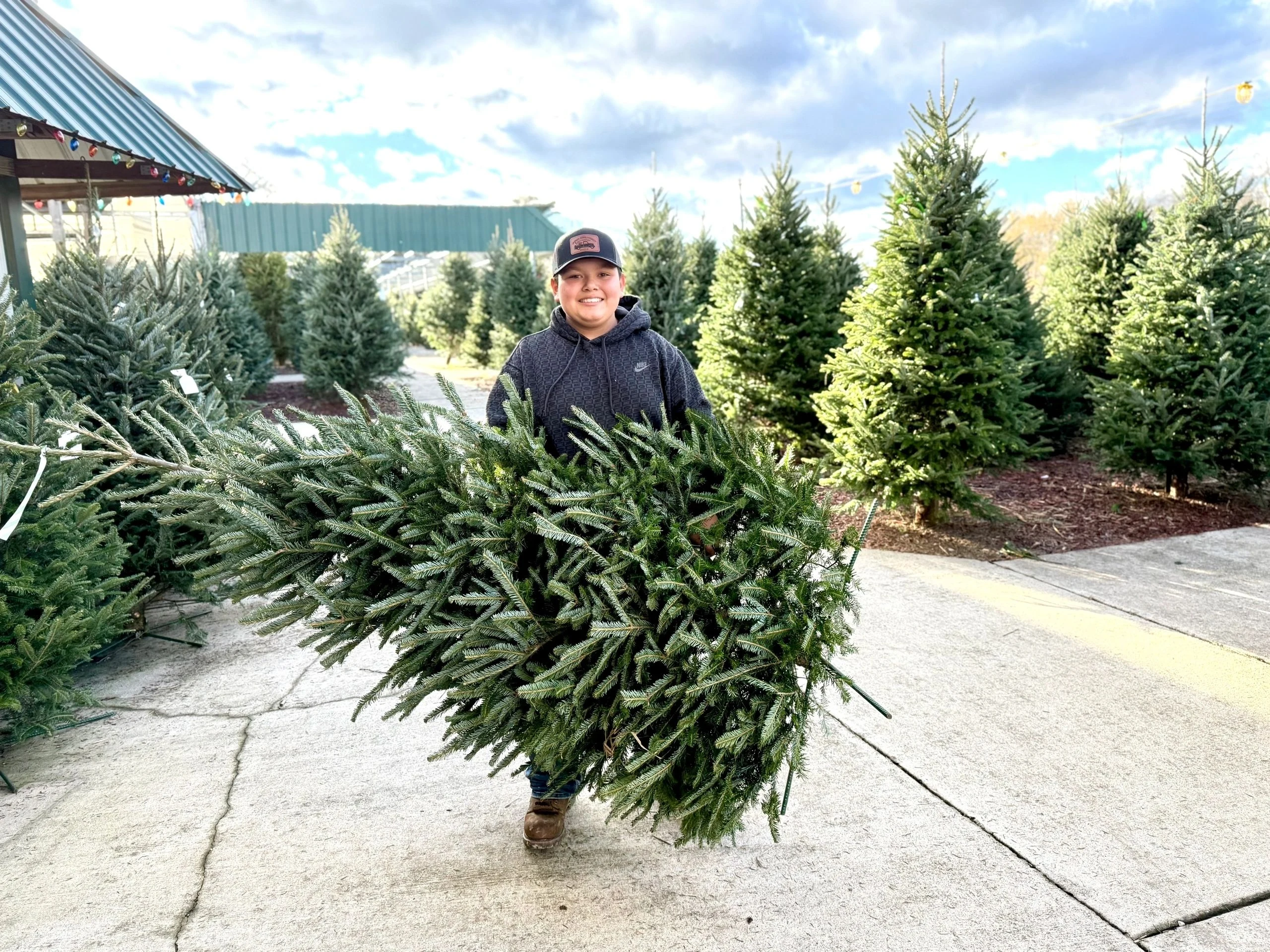 A person carrying an evergreen among the pre-cut Christmas trees at Kinman Farm Market.