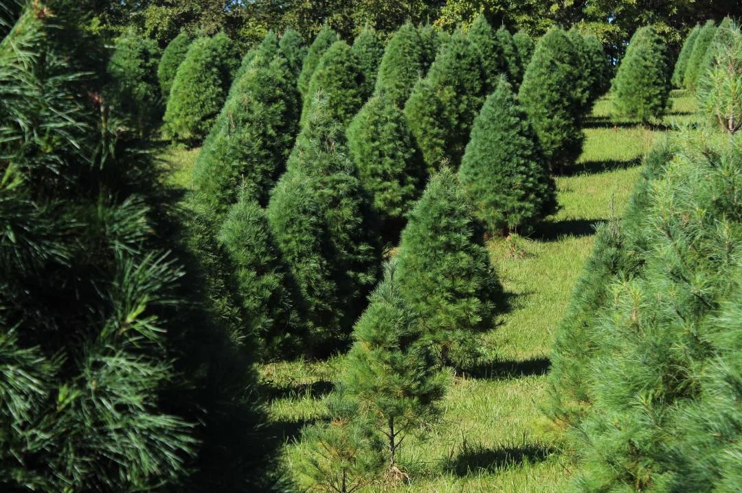 Sunlit rows of Christmas trees at Twin Bridges Tree Farm.