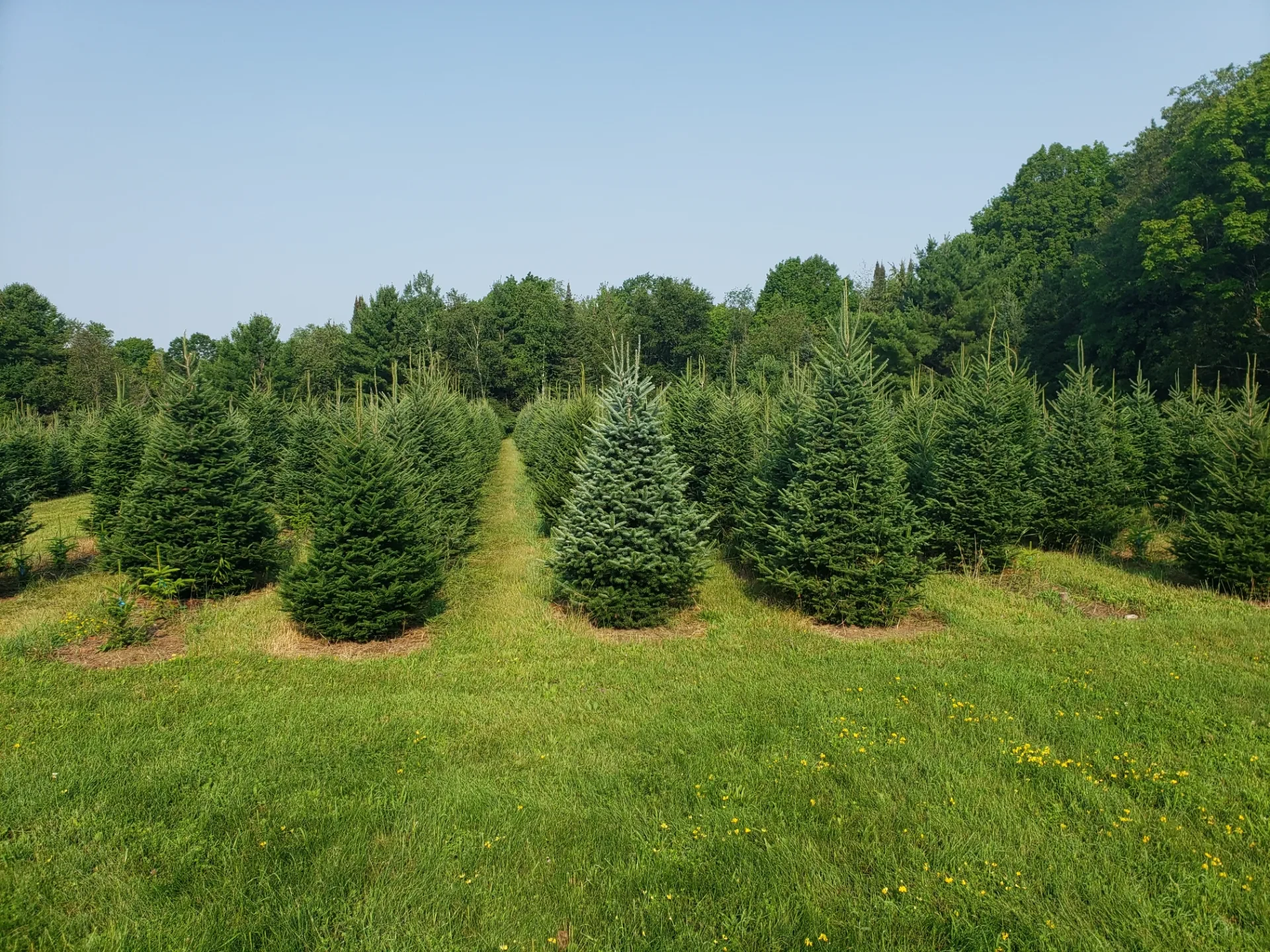 Evergreen rows shown on Lee’s Trees’ Lily Lake branch page