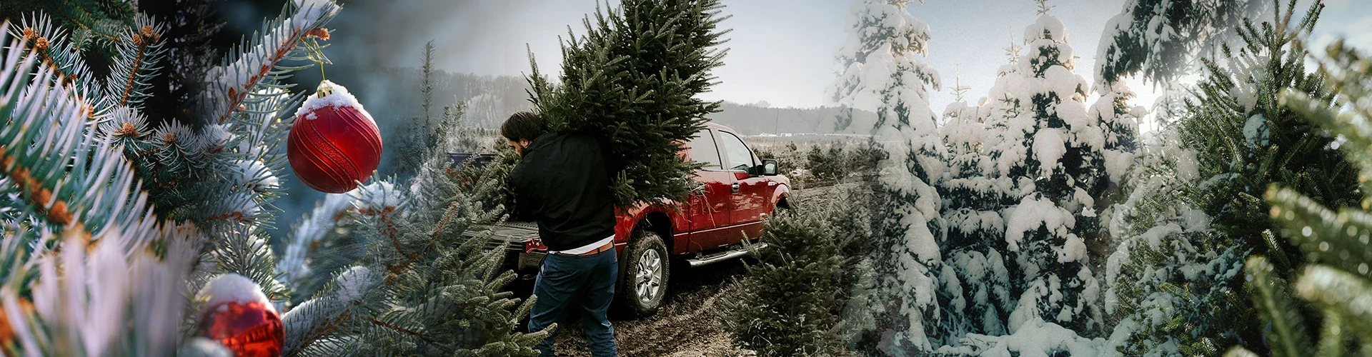 A visitor carrying a tree beside a red pickup at Mehaffey Tree Farm