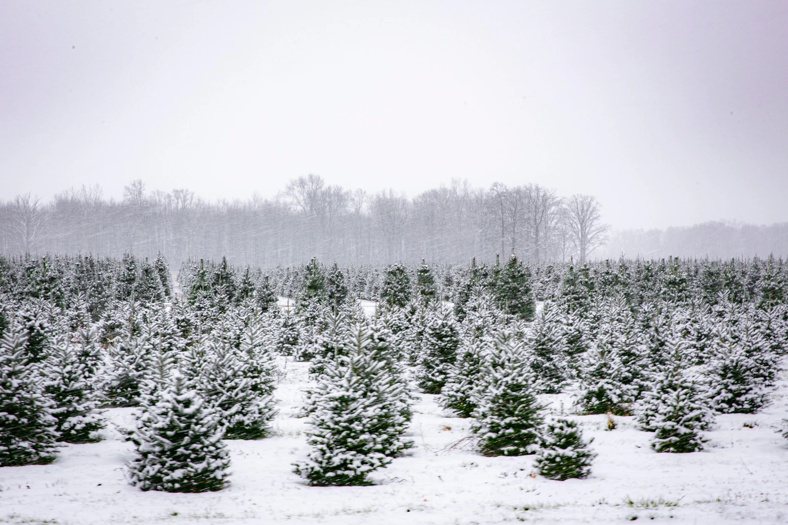 Snow-covered Christmas tree rows at Blake’s Orchard & Cider Mill in Armada.