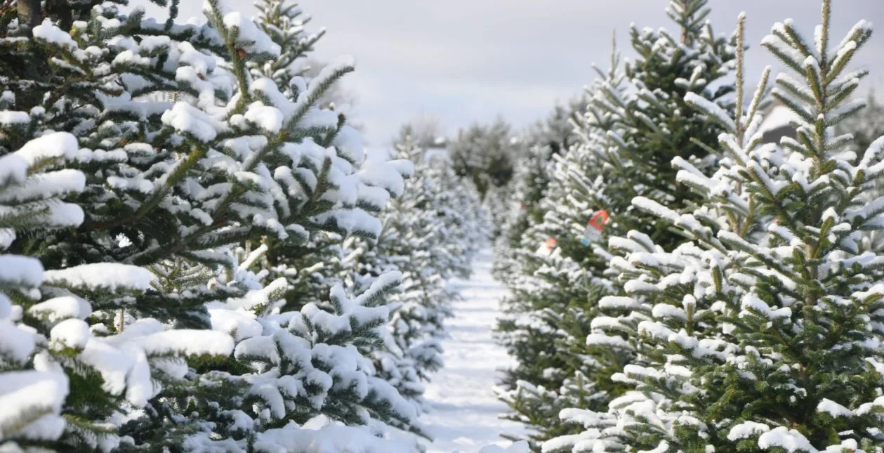 Snow-covered evergreen rows at Candy Cane CHRISTmas Tree Farm.