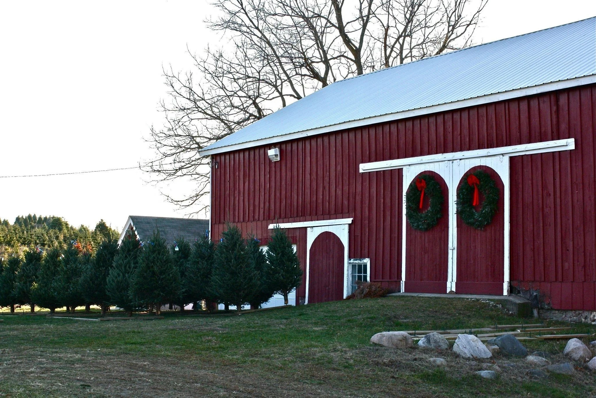 Pre-cut Christmas trees beside Hart Tree Farm’s red barn with wreaths on its white doors.