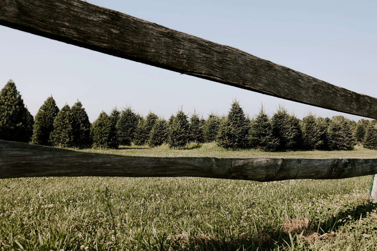 Christmas trees growing behind a wooden fence at Star Tree Farm.