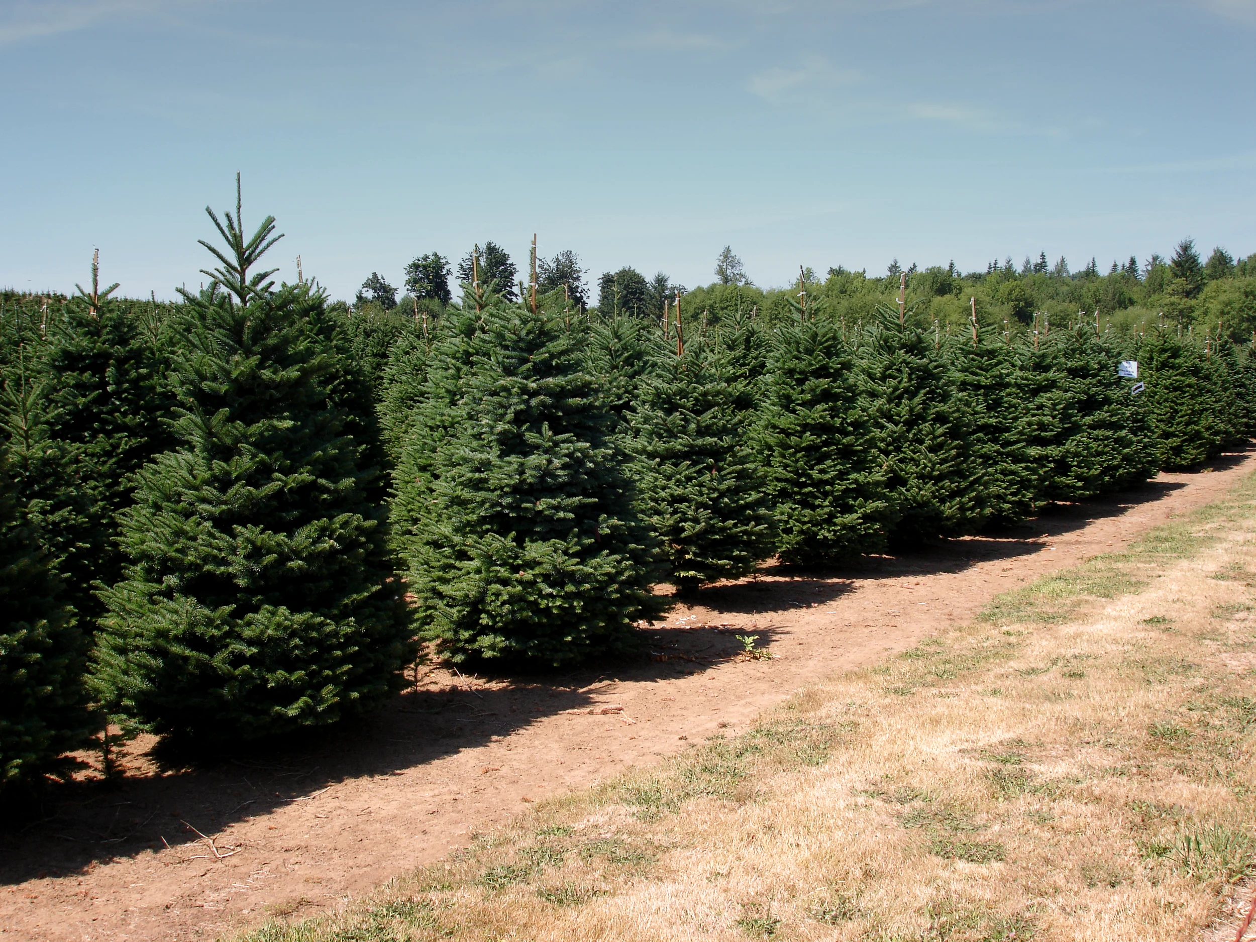 Rows of Christmas trees beside a grassy lane at Tannenbaum Farms.