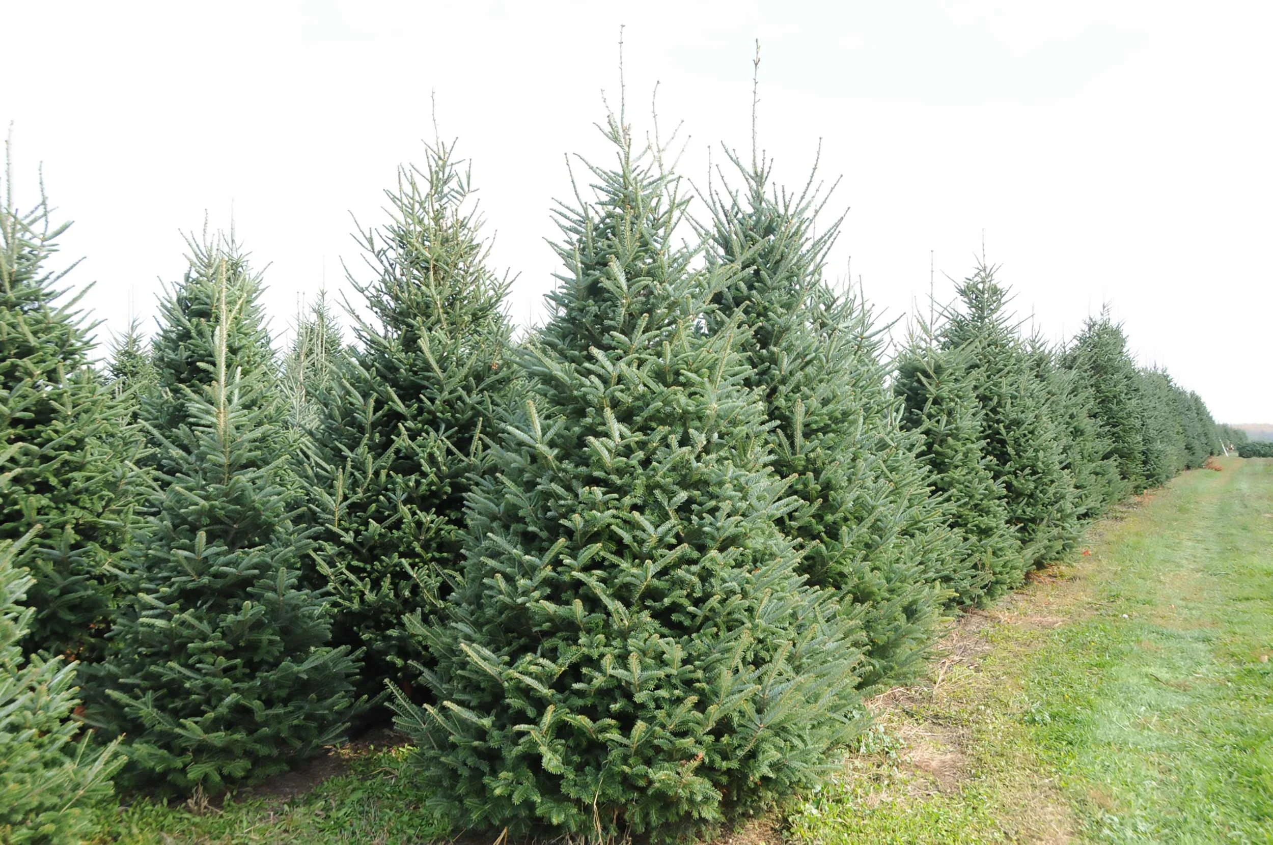 Rows of Christmas trees beside a grassy lane at the Kingsley tree farm.