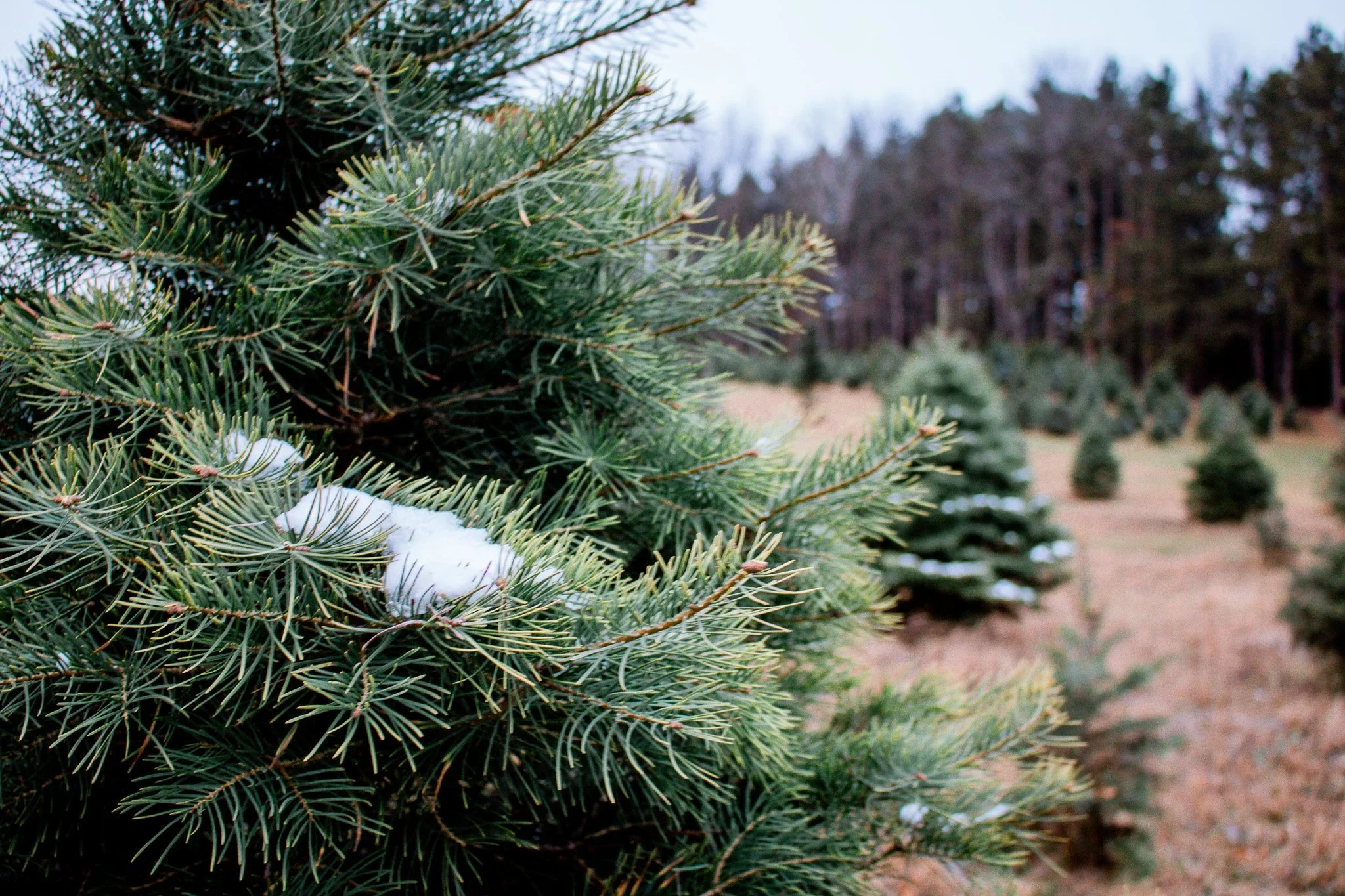 Snow on a pine branch with Christmas tree rows behind at Wilson’s Tannenbaum Farm.