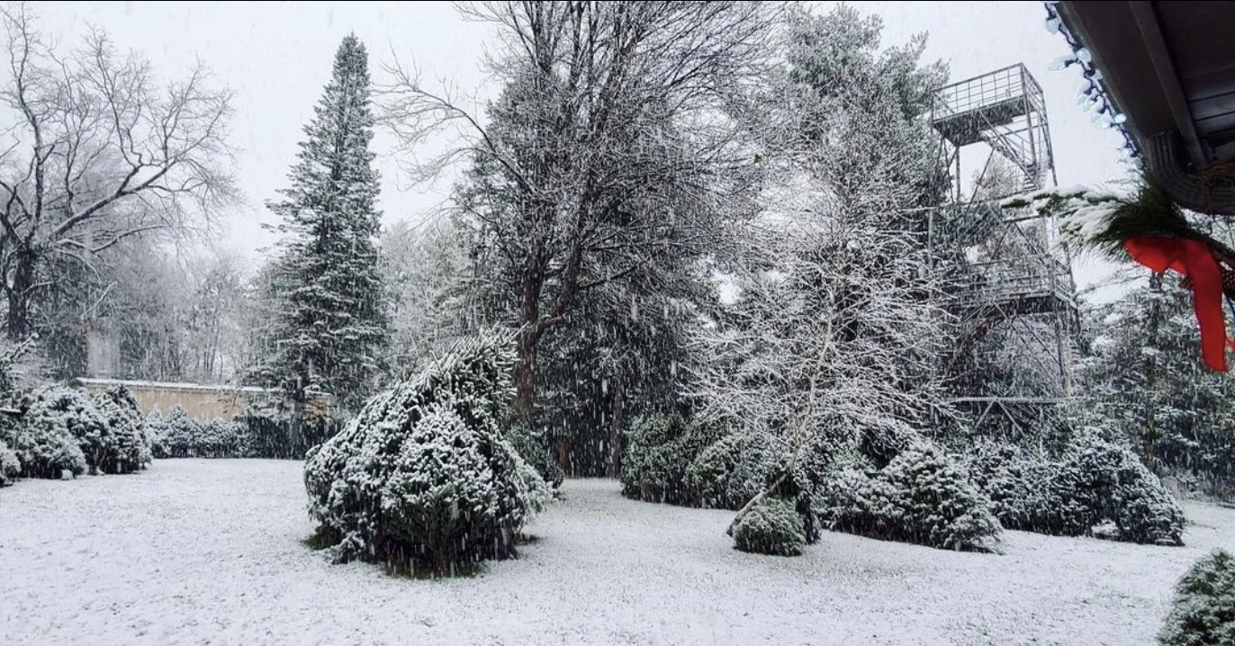 Snow-covered Christmas trees beside the barn at Miller Tree Farm
