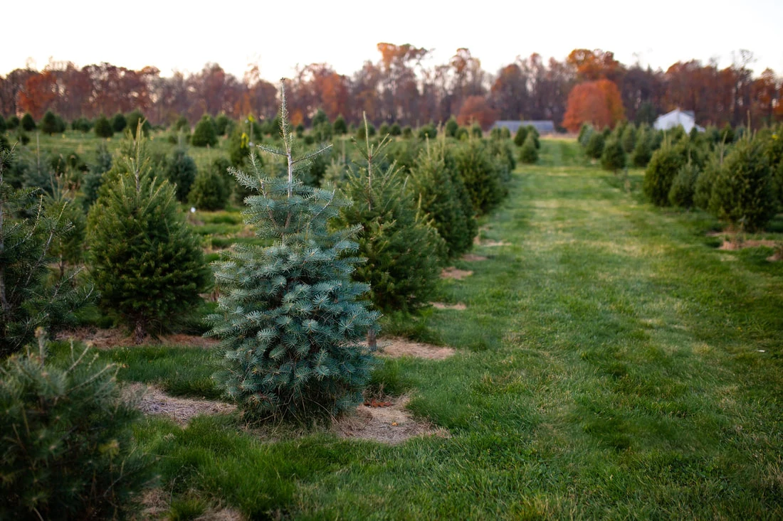 Rows of Christmas trees with a blue spruce in the foreground at Miller’s Elizabethtown farm.