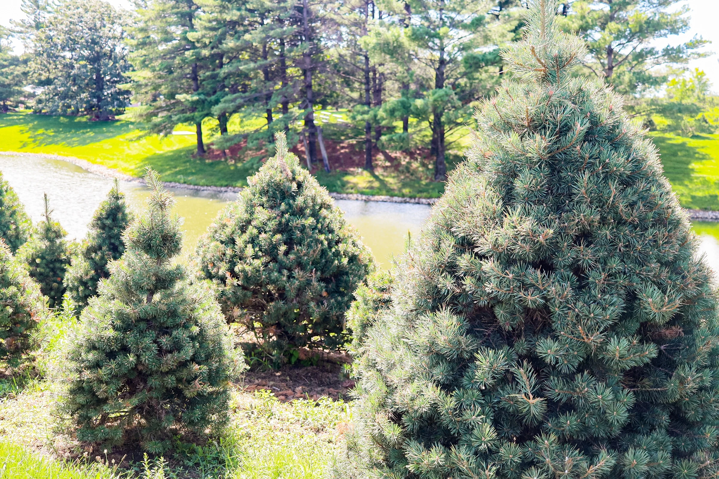 Christmas trees growing at Myers Tree Farm in Sperry