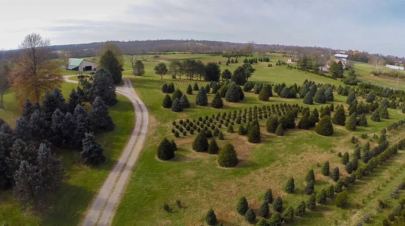 An aerial view of Nieman’s Christmas tree fields, lane and farm buildings
