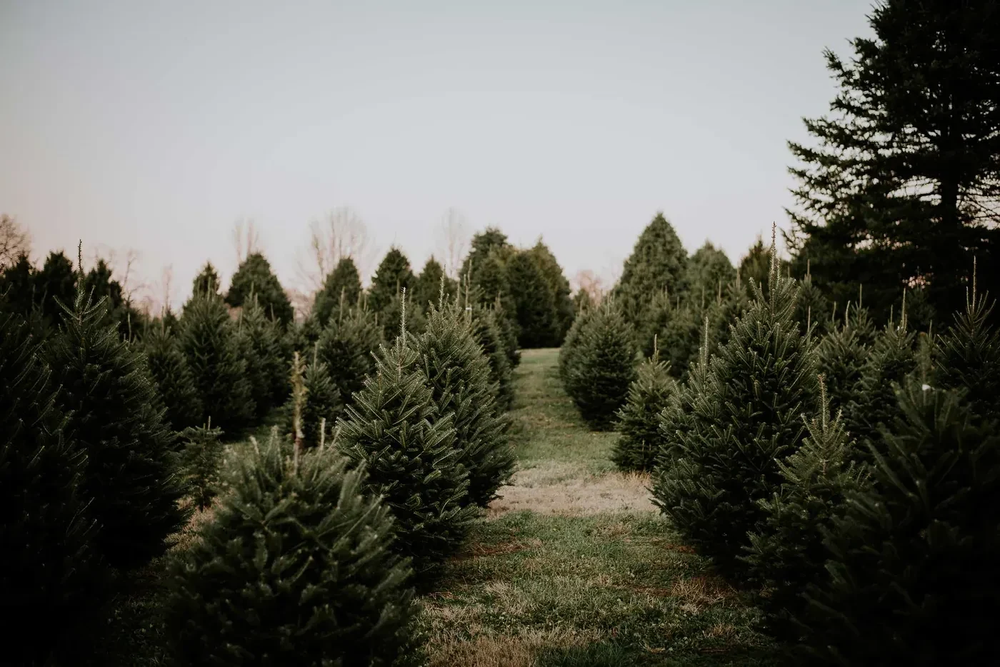 Rows of Christmas trees beside a mown grass lane at Nieman’s farm