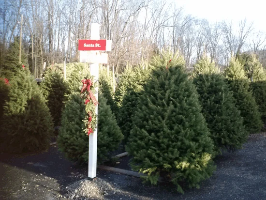 Pre-cut trees beside a Santa Street sign at Bustard’s Christmas Trees.