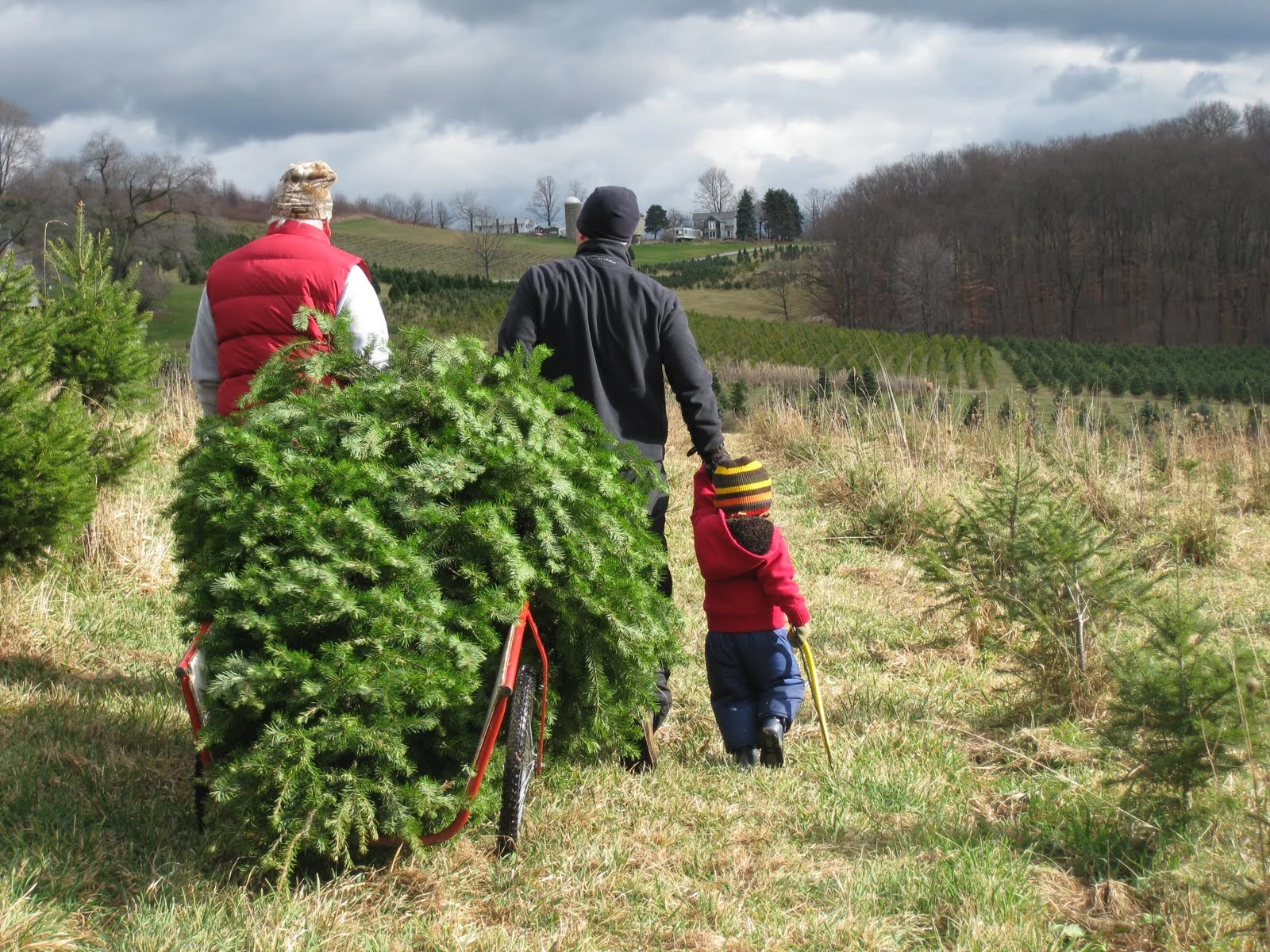 A family pulling a cut tree on a cart through Grupp’s fields.