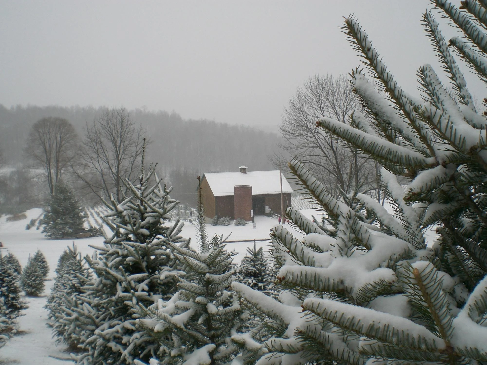 Snow-covered tree fields above the barn at Grupp’s Christmas Trees.