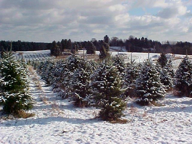 Snow-covered fir rows at Hozak Farms.