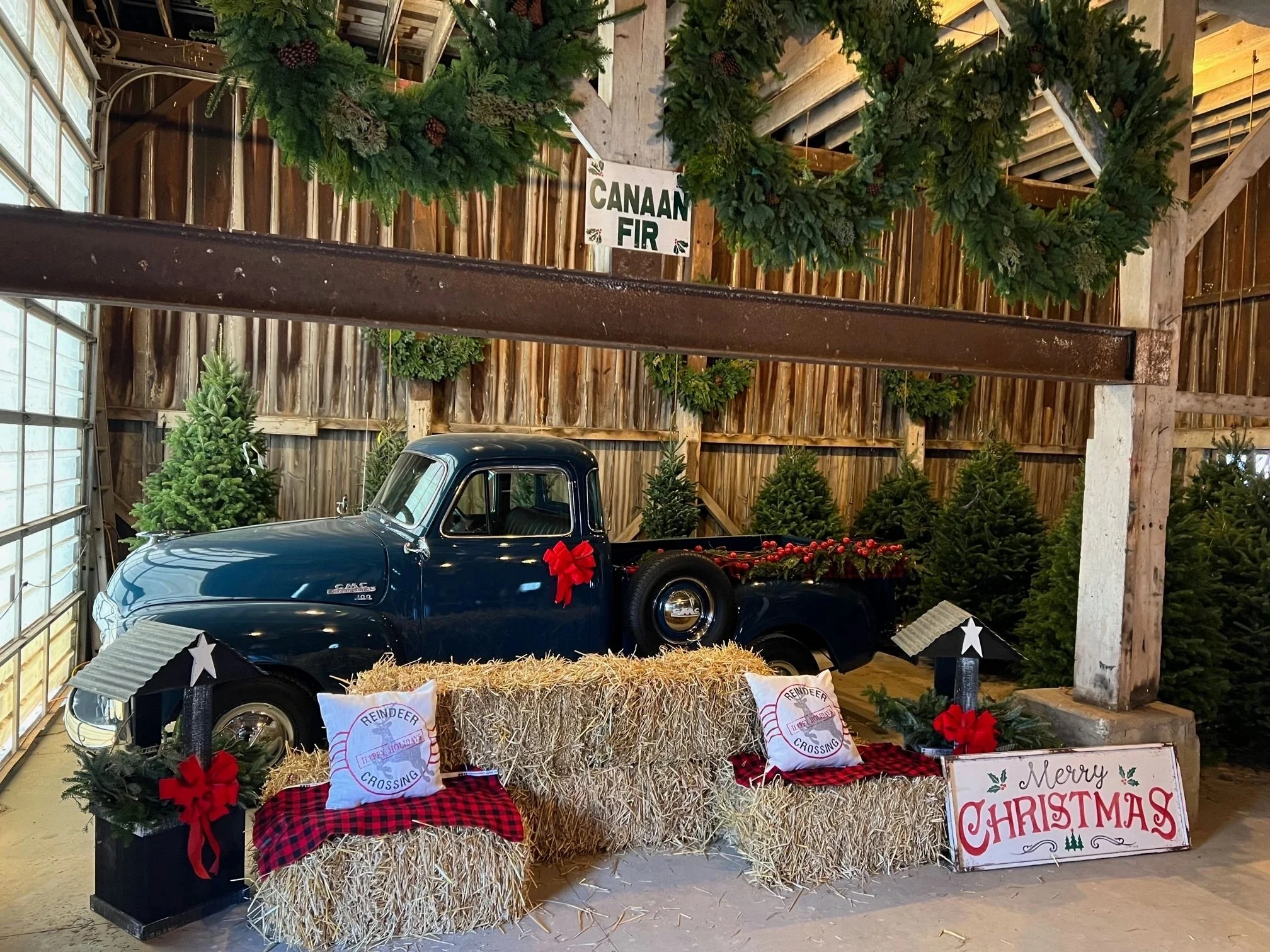 A blue vintage truck, wreaths and Christmas trees inside a Lake Forest Gardens barn.