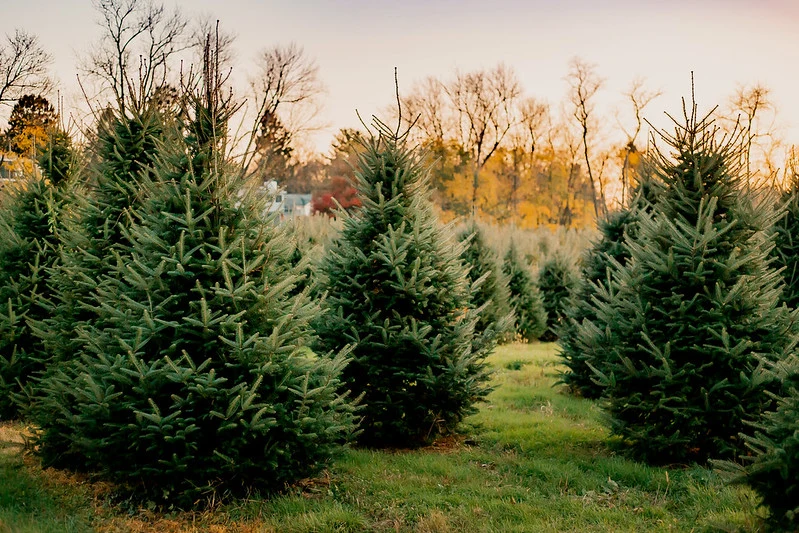 Christmas trees growing in Linvilla Orchards’ field.