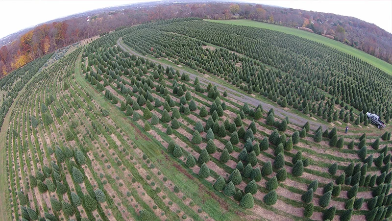 An aerial view of rows of Christmas trees at Yeager’s Farm.