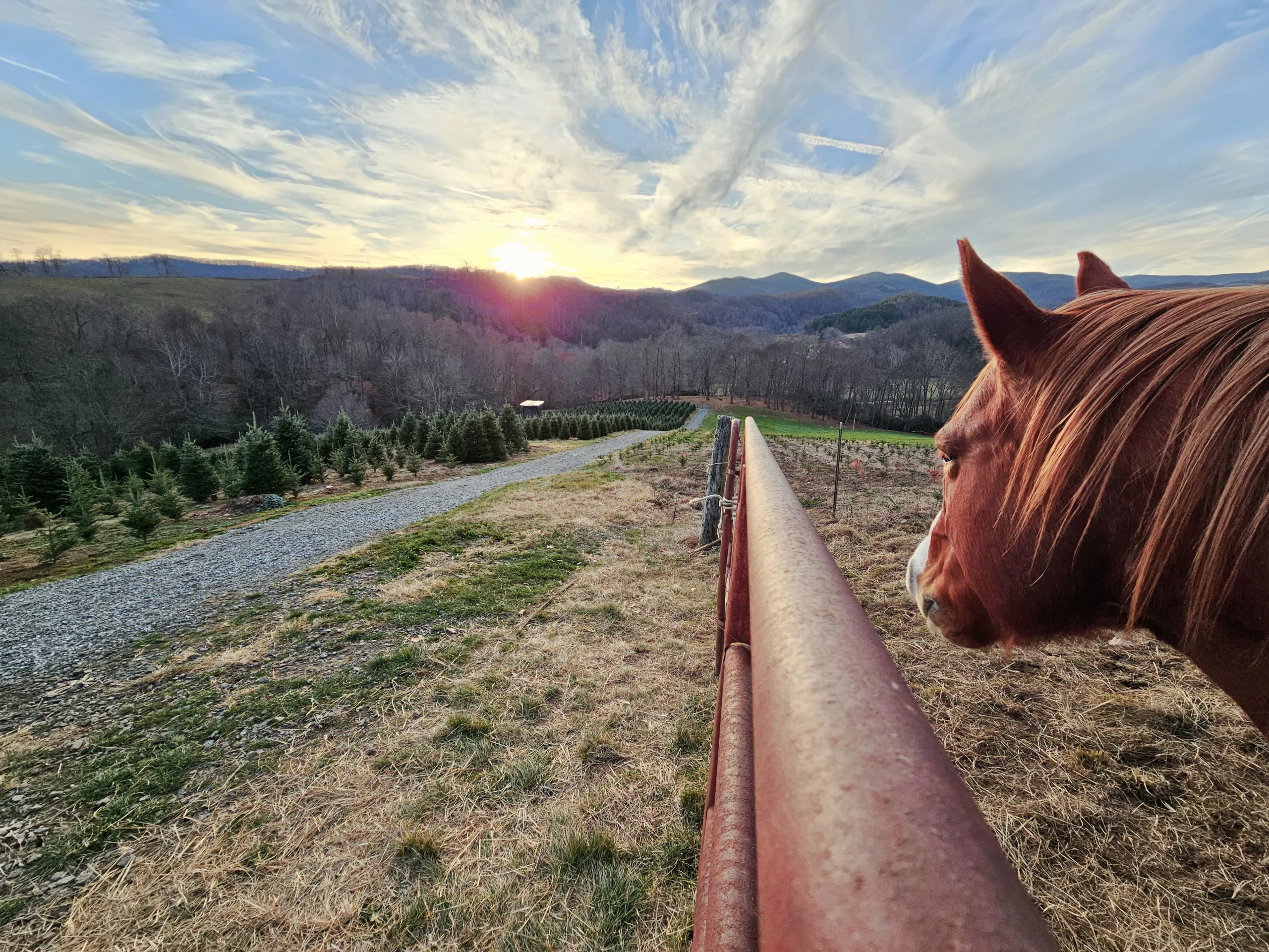 A horse beside a fence overlooking Panoramic View’s tree fields