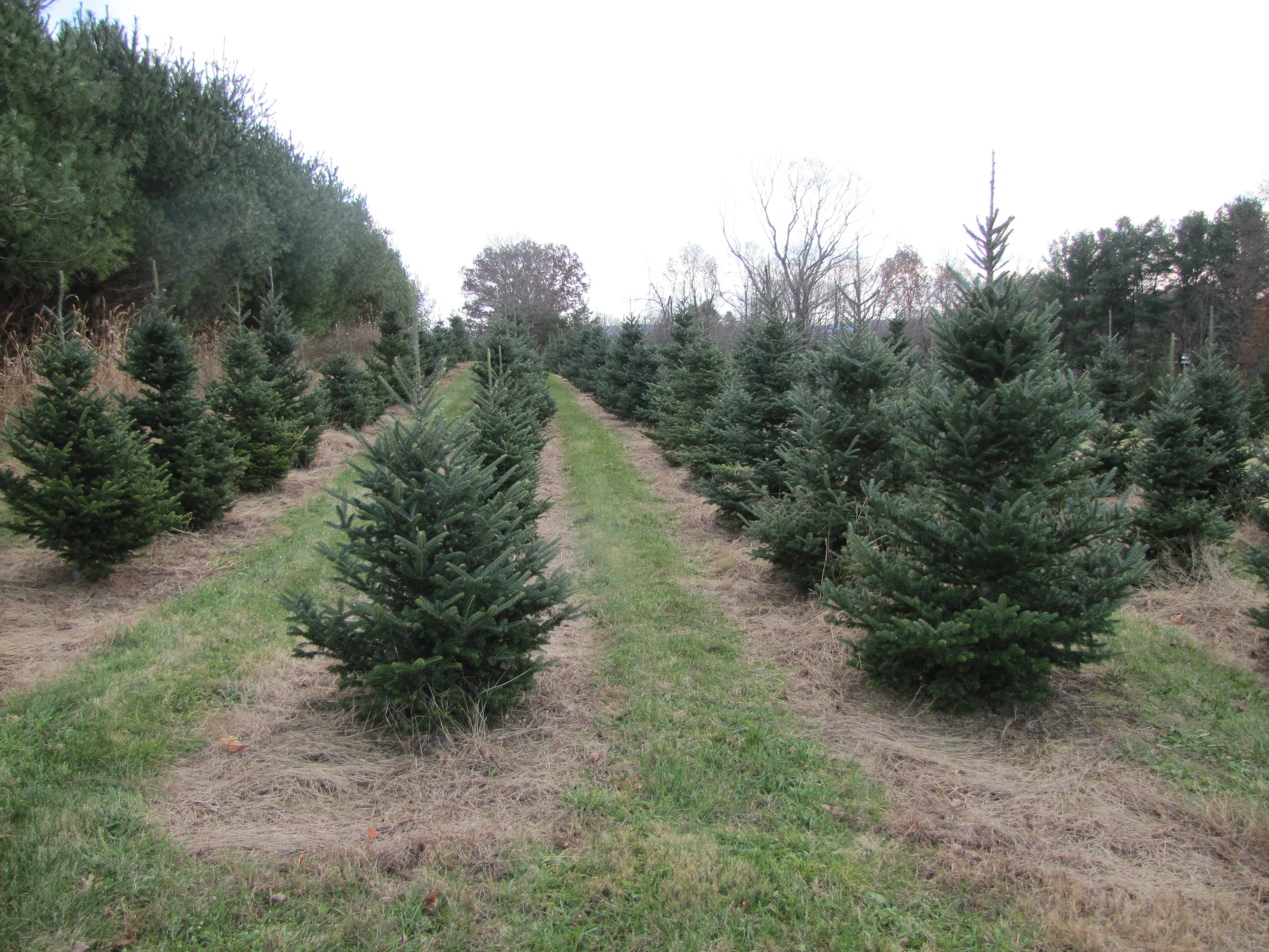 Hand-trimmed Christmas tree rows at Plains View Farm.