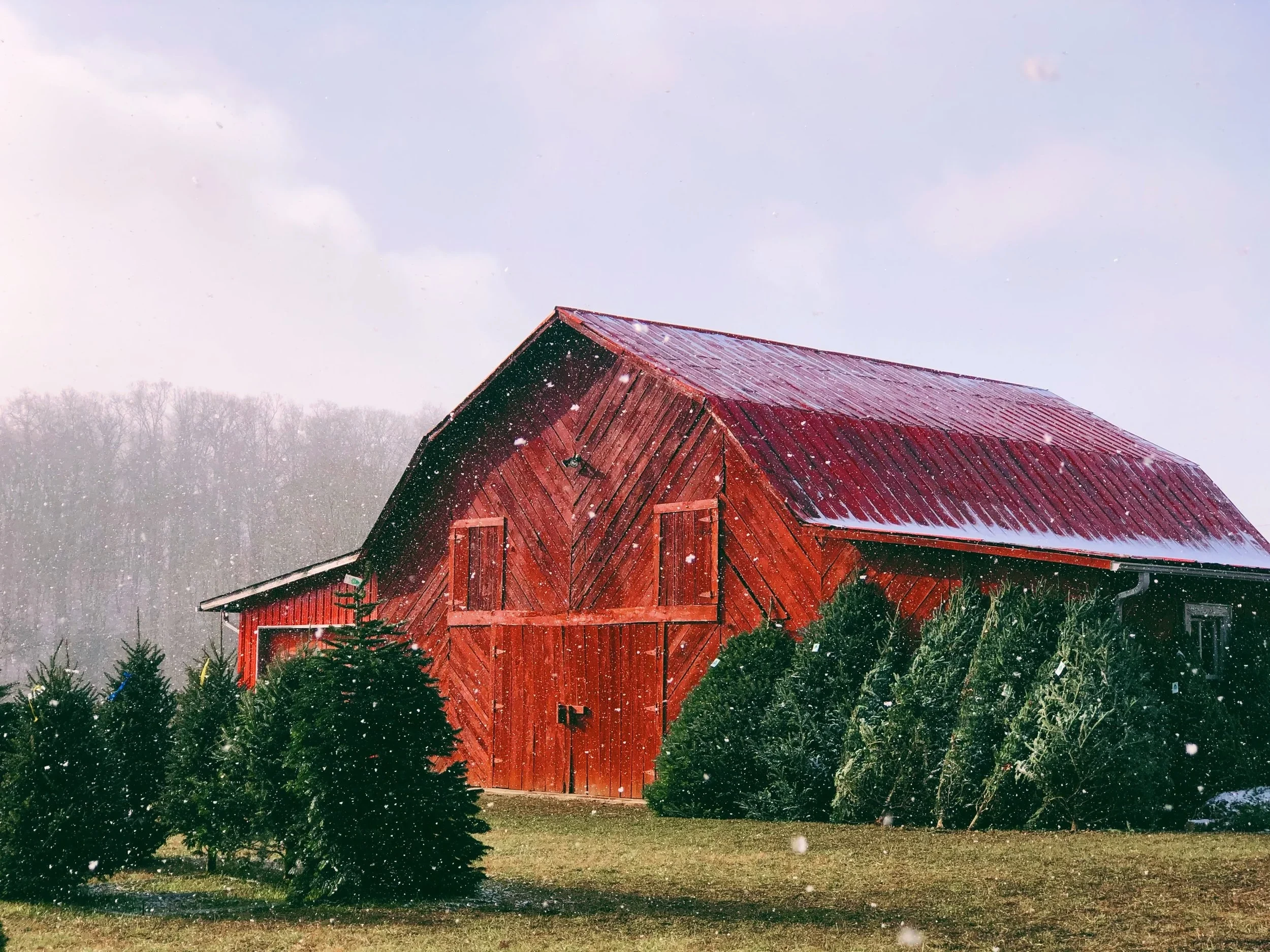 Red barn and fir trees at Red Barn Tree Farm