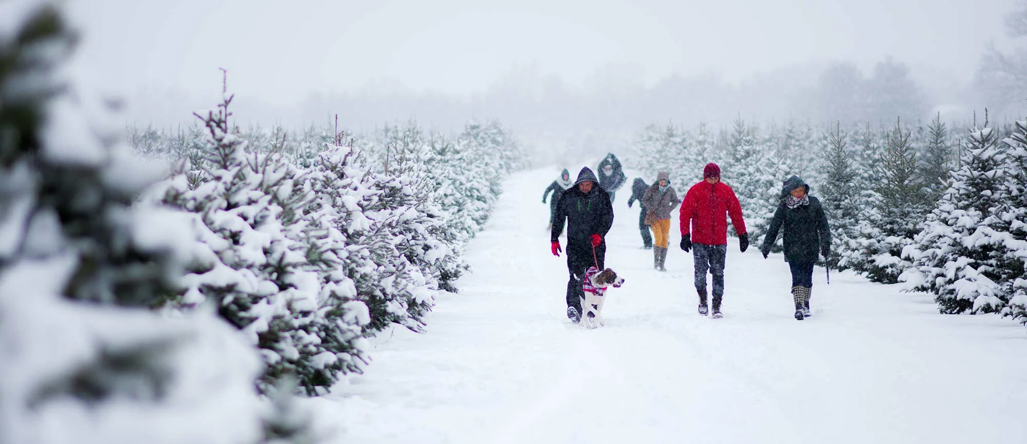Visitors walking between snowy Christmas tree rows at Richardson