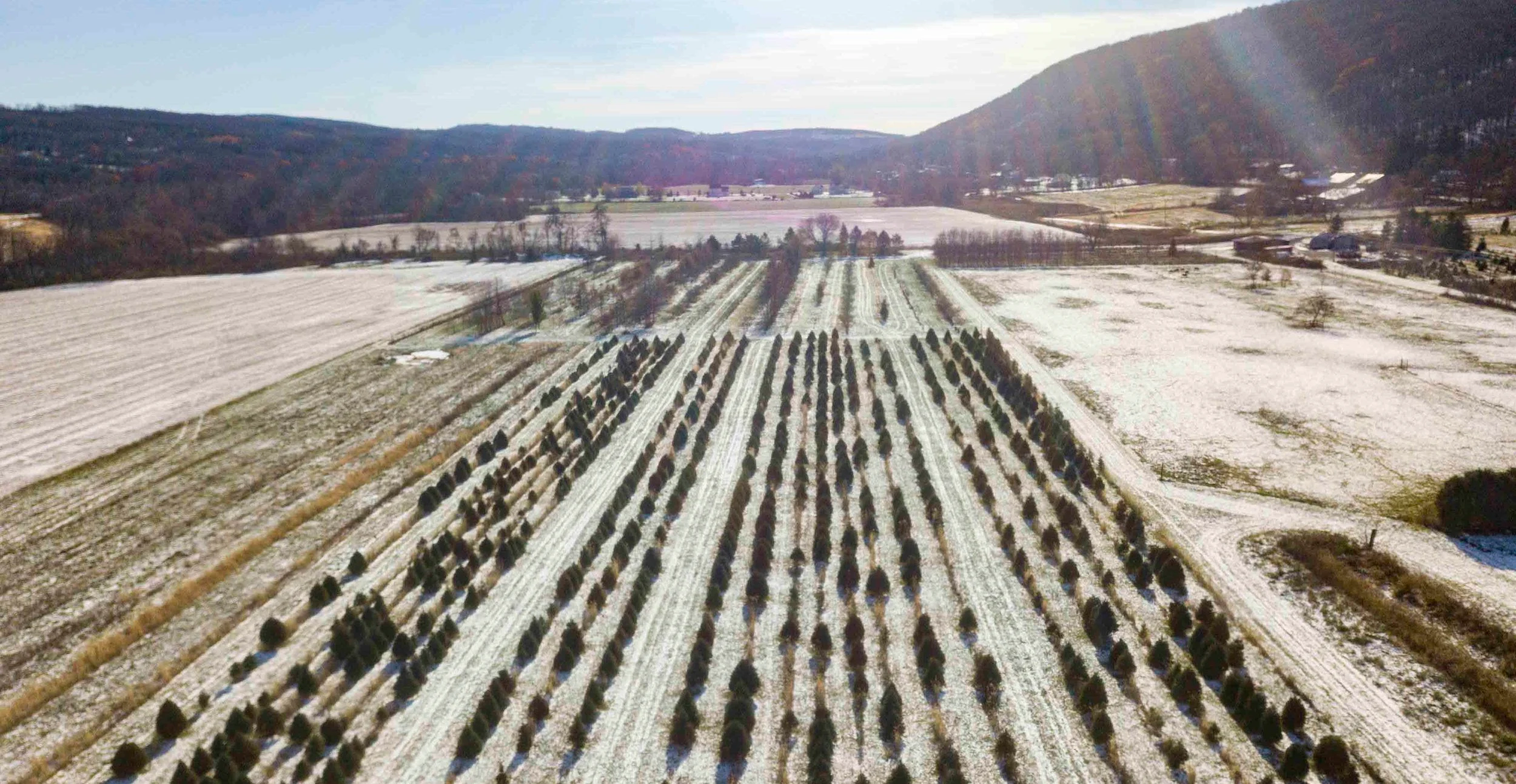 Rows of Christmas trees on snow-covered hills at Rocking Horse Farm.