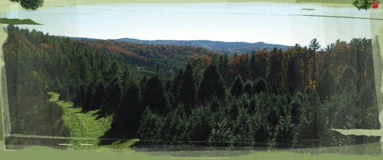 Fir trees and mountain ridges at Shady Rest Tree Farm