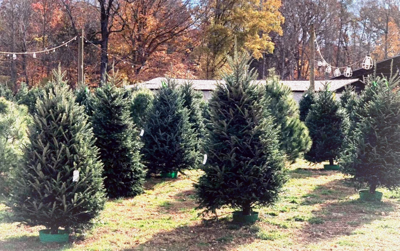 Pre-cut trees displayed outdoors at Smith’s Family Fun Farm