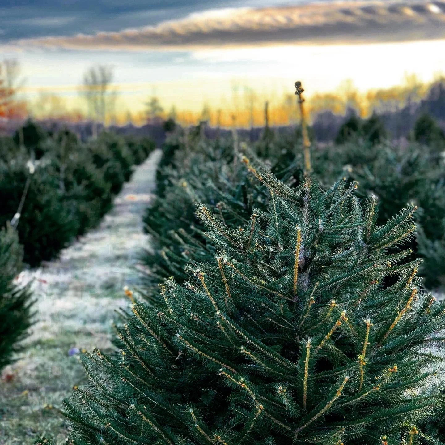 Christmas tree rows at Solvang Farm in the evening light.