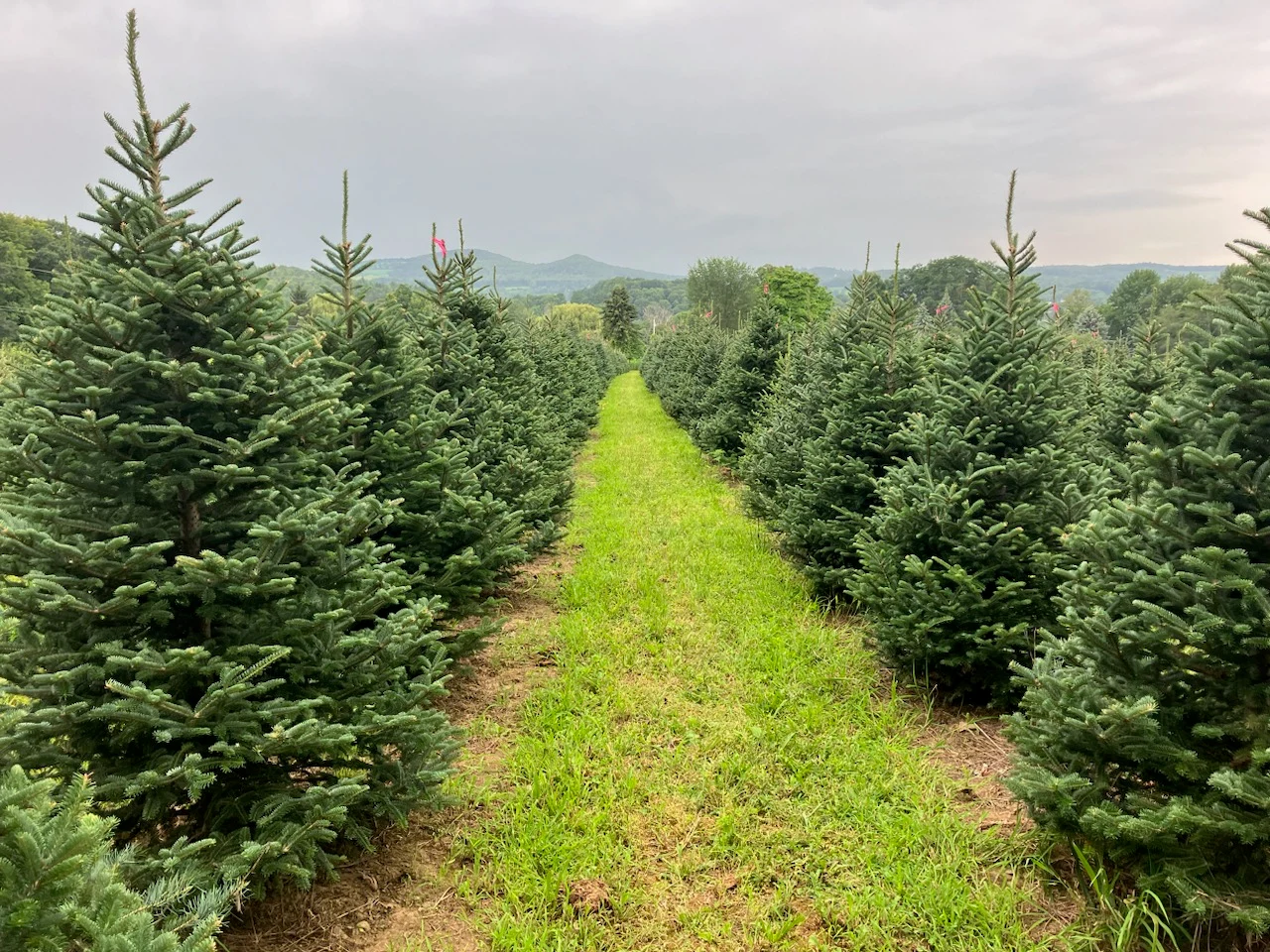 Rows of Christmas trees with pink tags in the Springside Farm field.