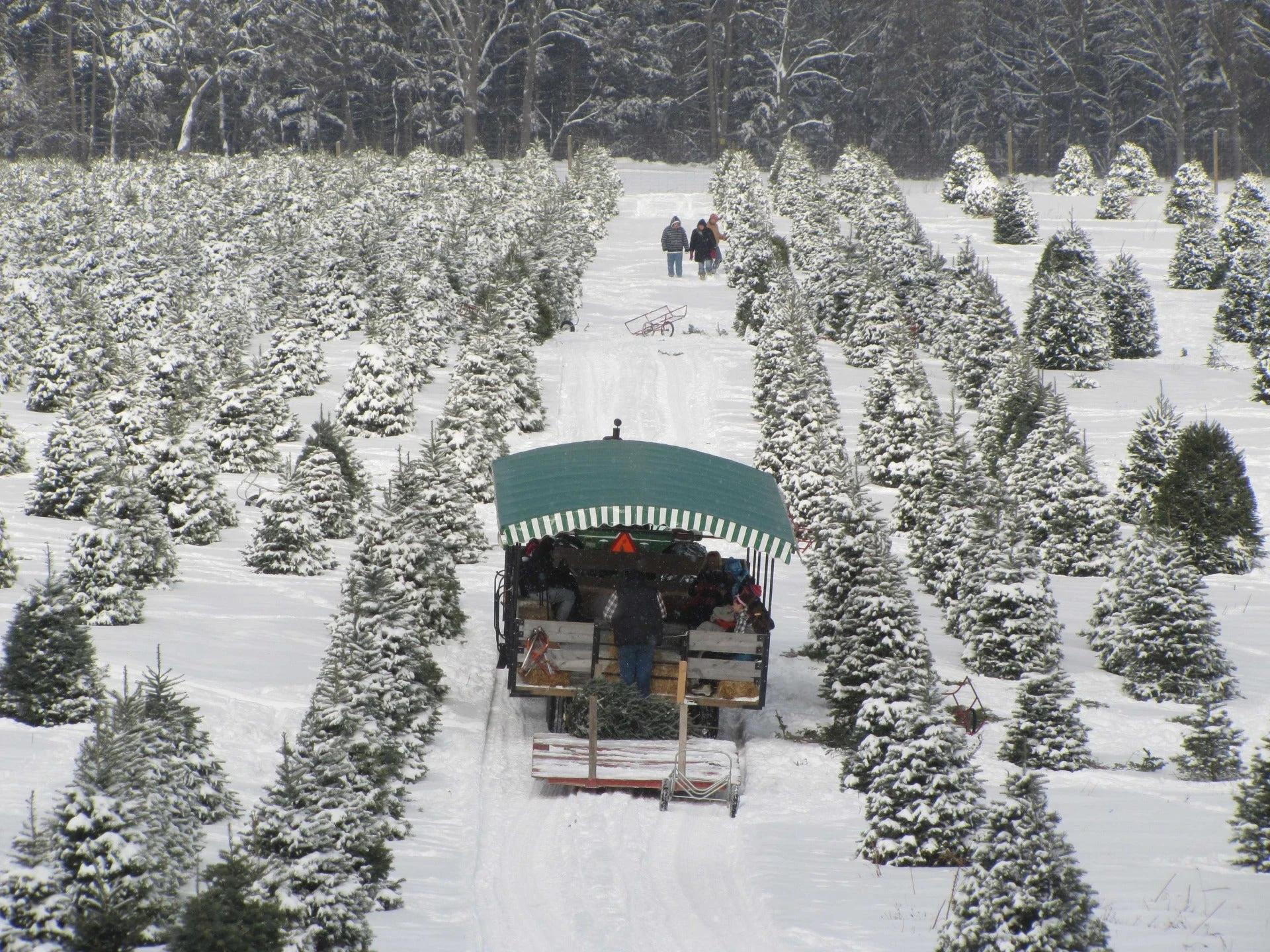 A wagon and visitors among snow-covered Christmas trees at Stokoe Farms.