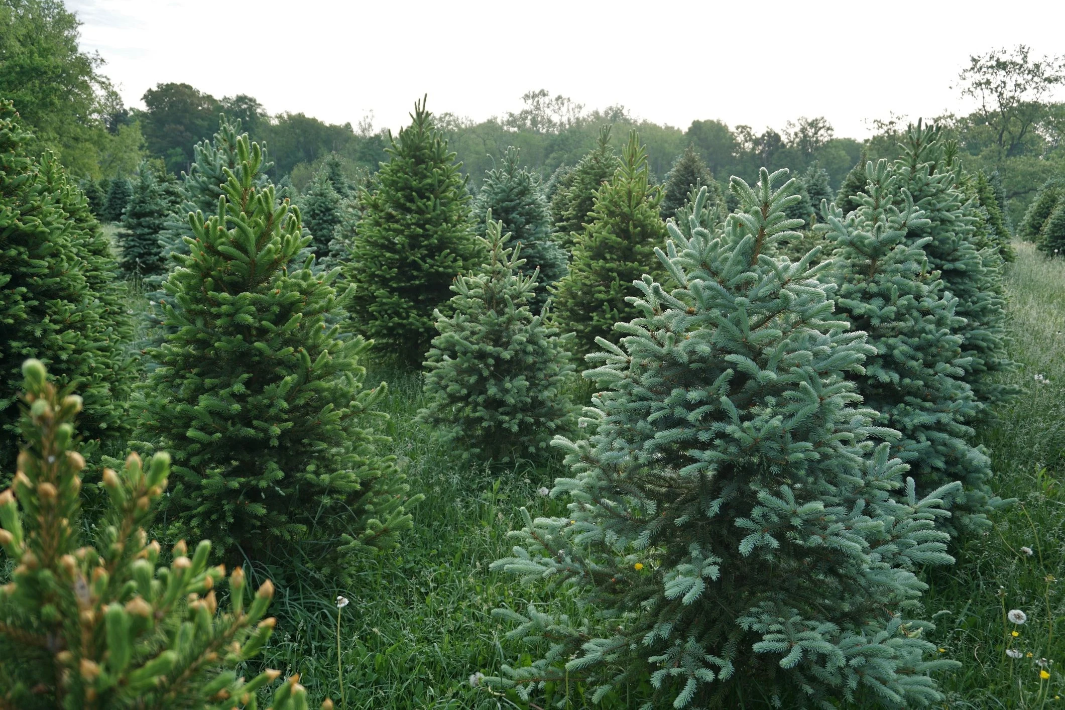 Rows of evergreen trees at Strautman Tree Farm