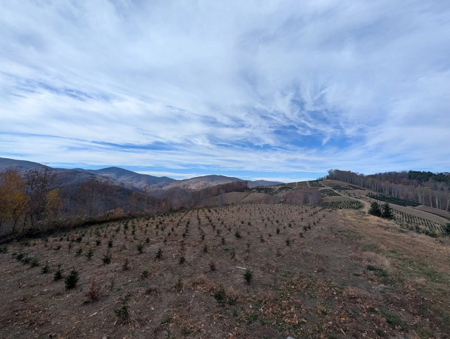 Tree rows across the mountain slopes at Sugar Plum Farms