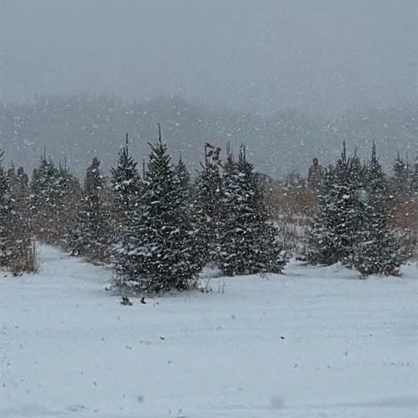 Evergreen trees in the snowy fields at Tammen Treeberry Farm