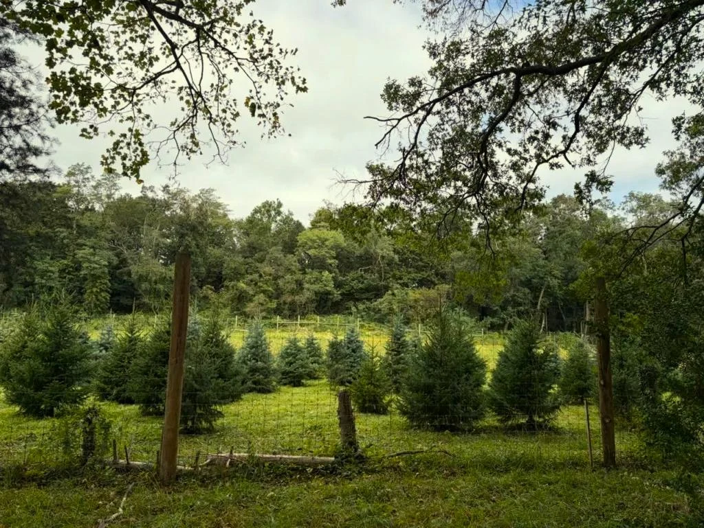 Christmas trees behind the fence at Tilden Lane Farm in early autumn.