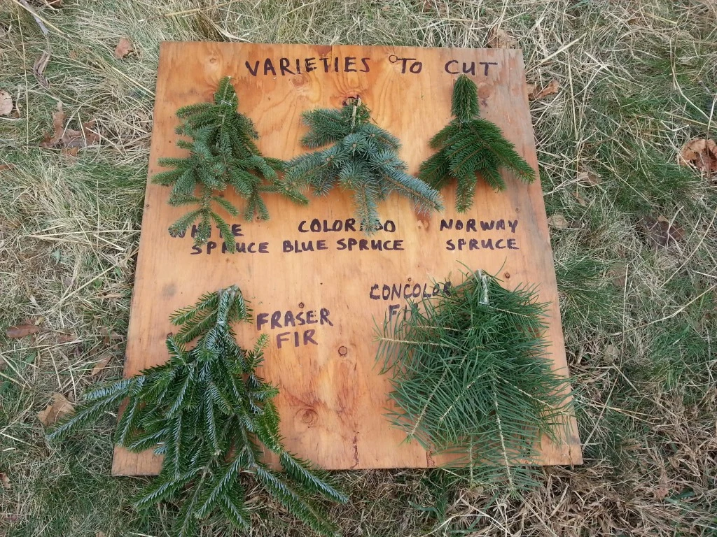 Spruce and fir branch samples on Tilden Lane Farm’s varieties board.