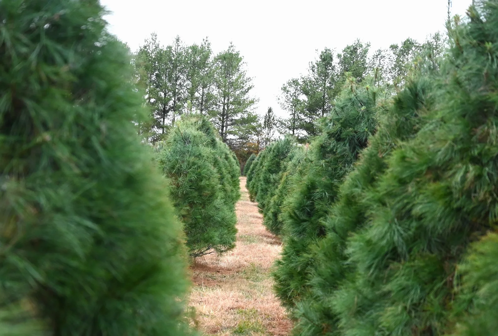 Rows of trees at Country Cove.
