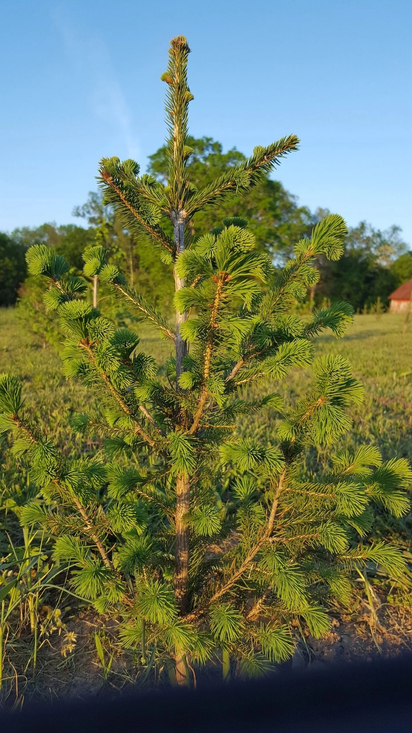 A tree growing at Kandi Kane.