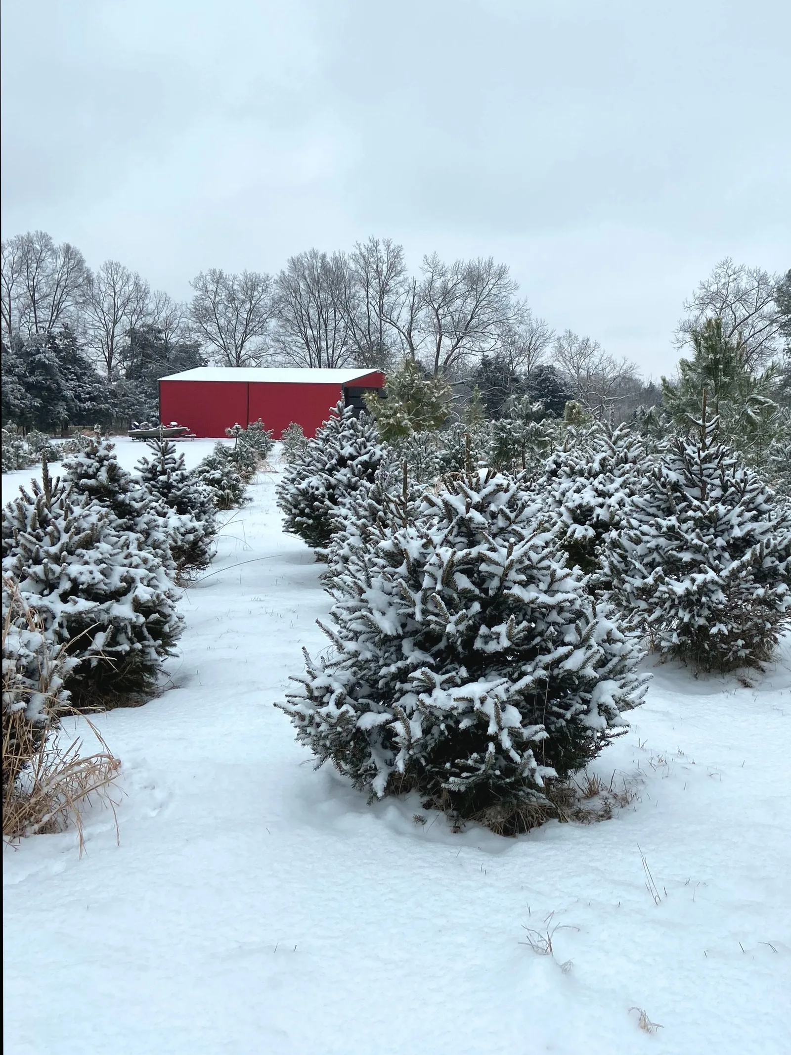 Snow-covered tree fields at Nelson Ridge.