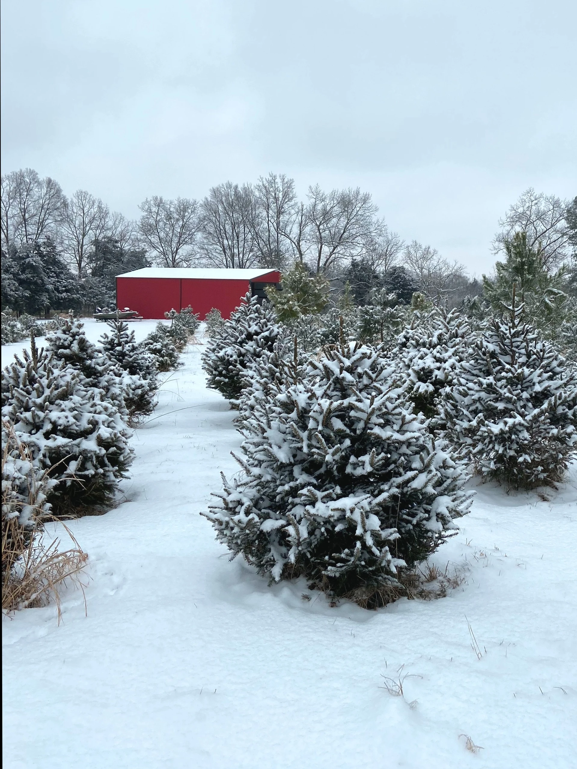 Snow-covered tree fields at Nelson Ridge.