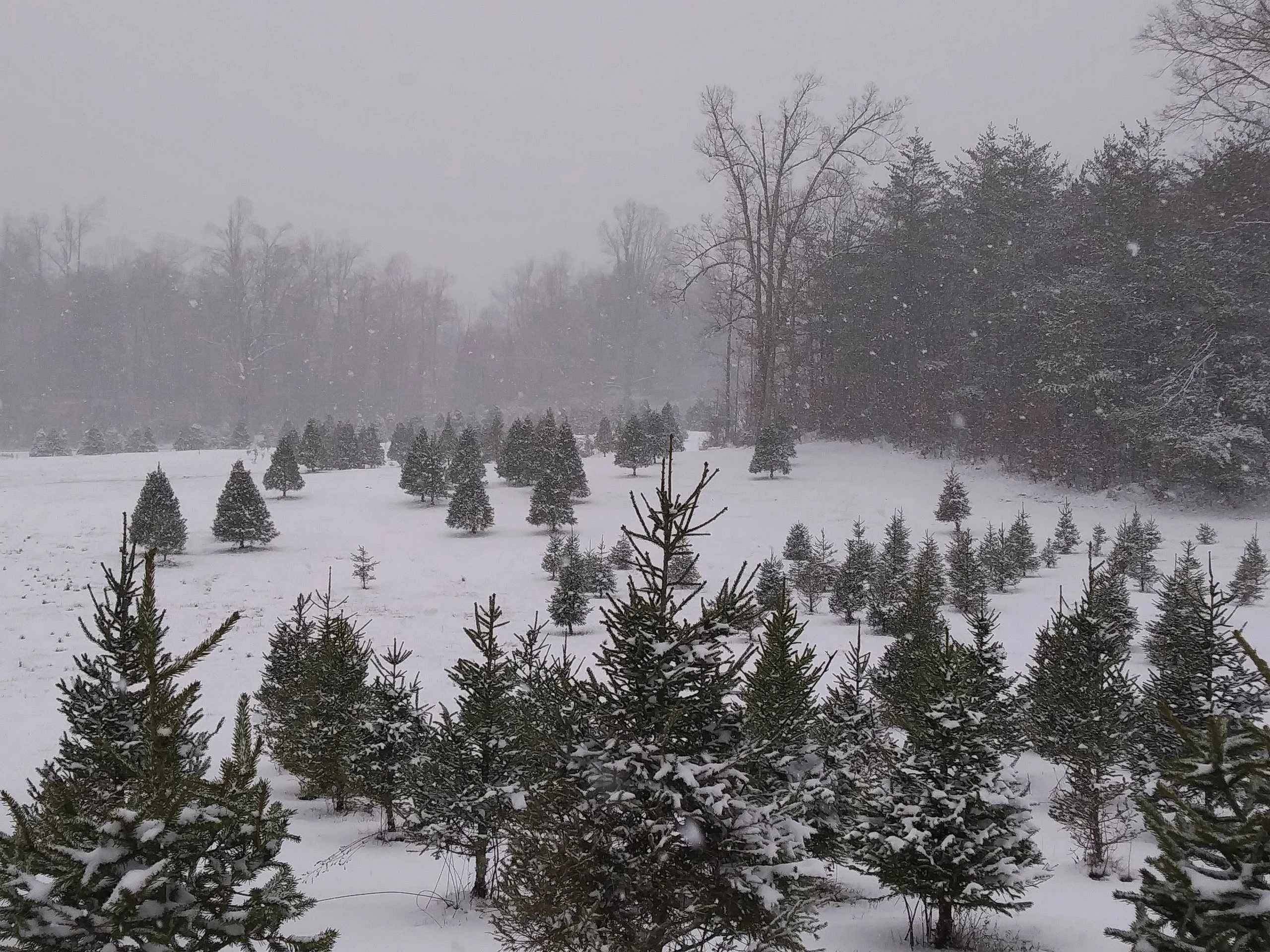 Snow-covered trees at Sycamore Springs.