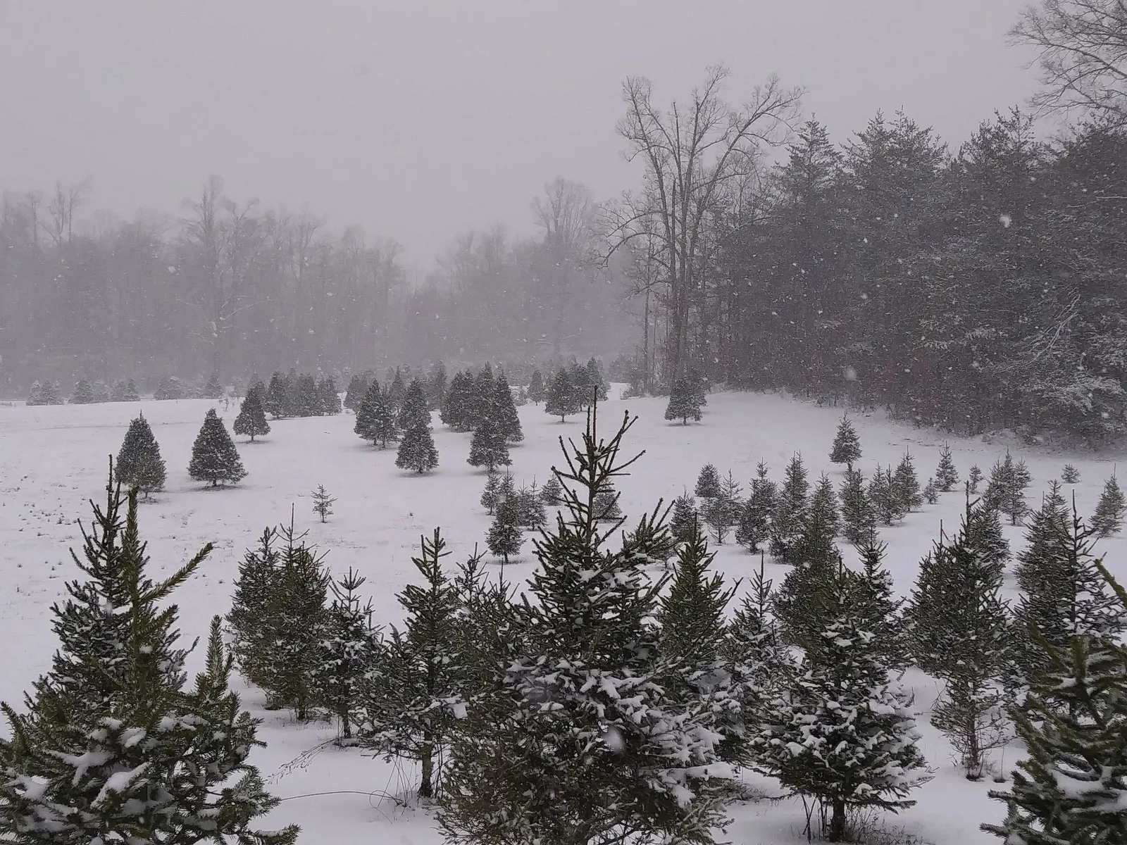 Snow-covered trees at Sycamore Springs.